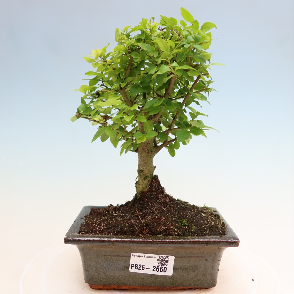 Szobai bonsai -Ligustrum chinensis - Madárcsőr