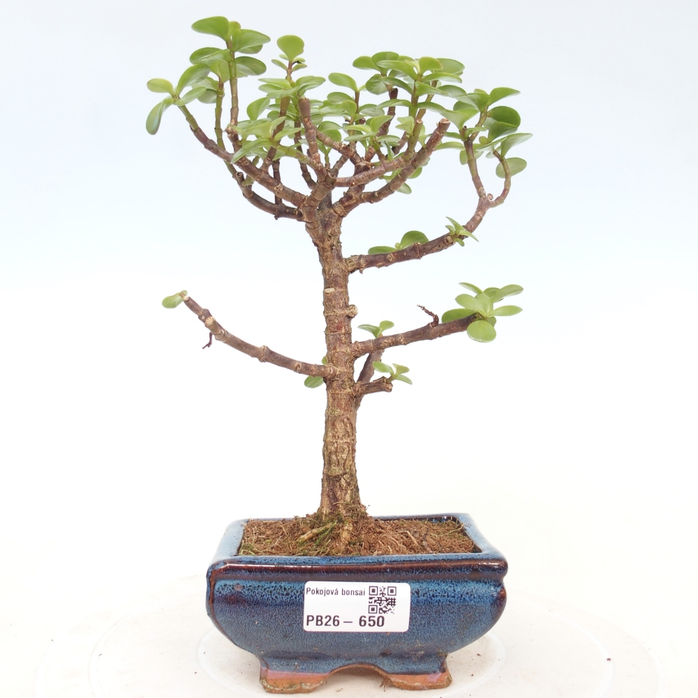 Szoba bonsai - Portulakaria Afra - Tlustice