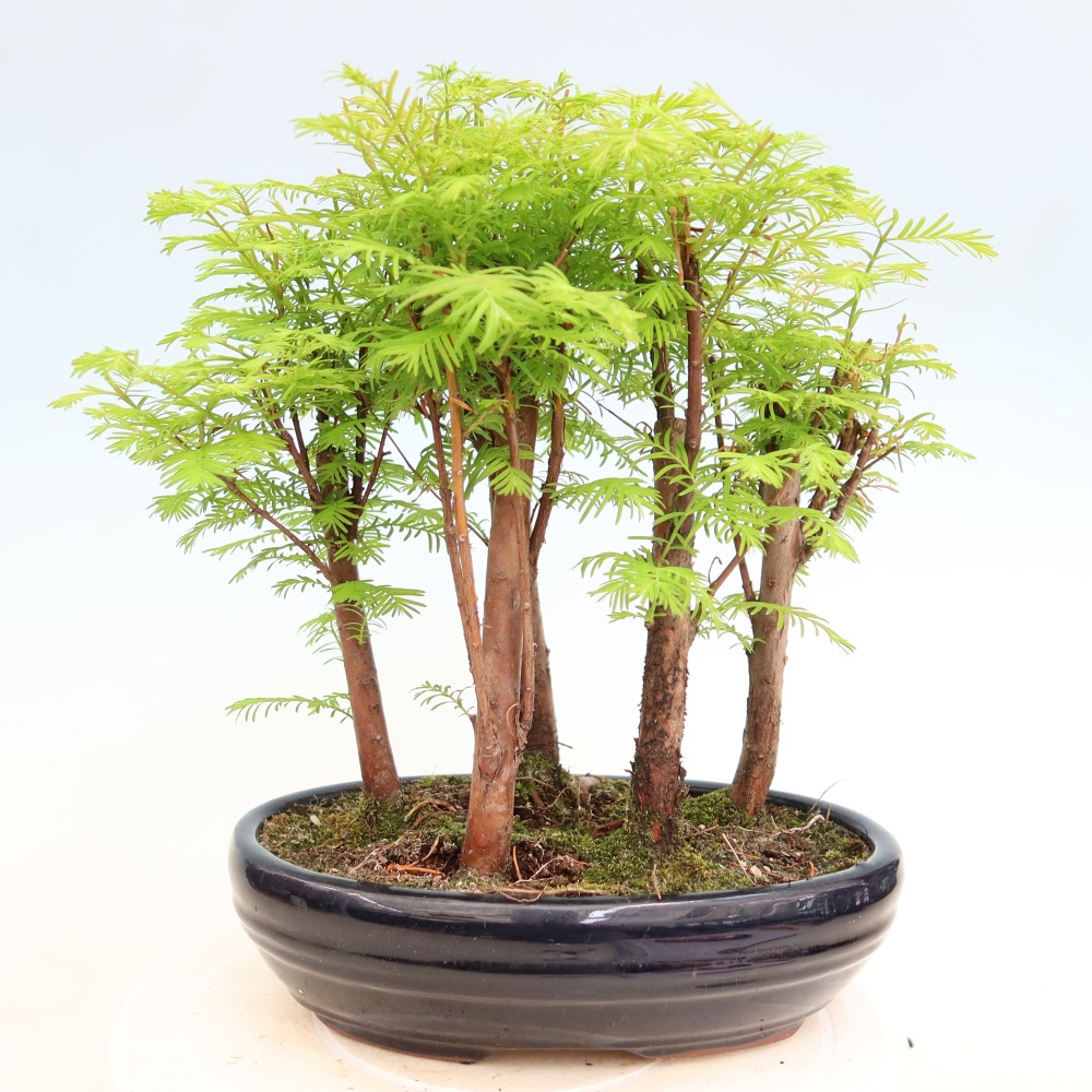 Kültéri bonsai – Metasequoia glyptostroboides – kínai metasequoia – kis erdő