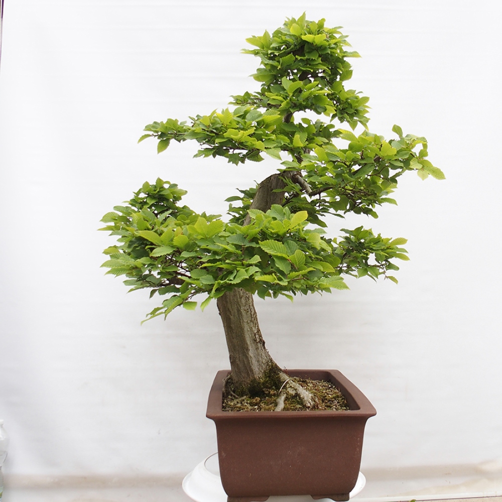 Kültéri bonsai - gyertyán - Carpinus betulus