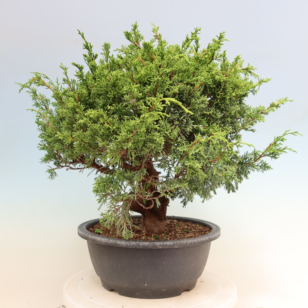Kültéri bonsai - Juniperus chinensis Itoigawa-Juniperus chinensis