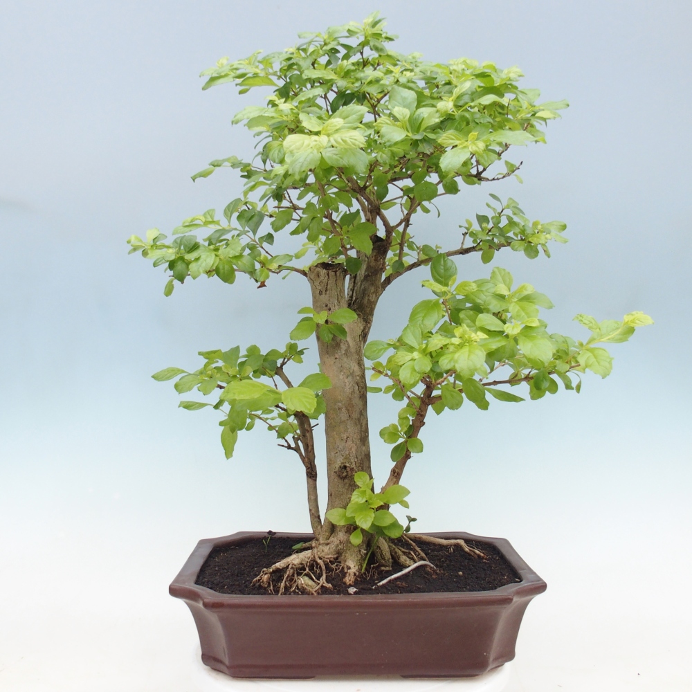 Szobai bonsai - Duranta erecta Aurea