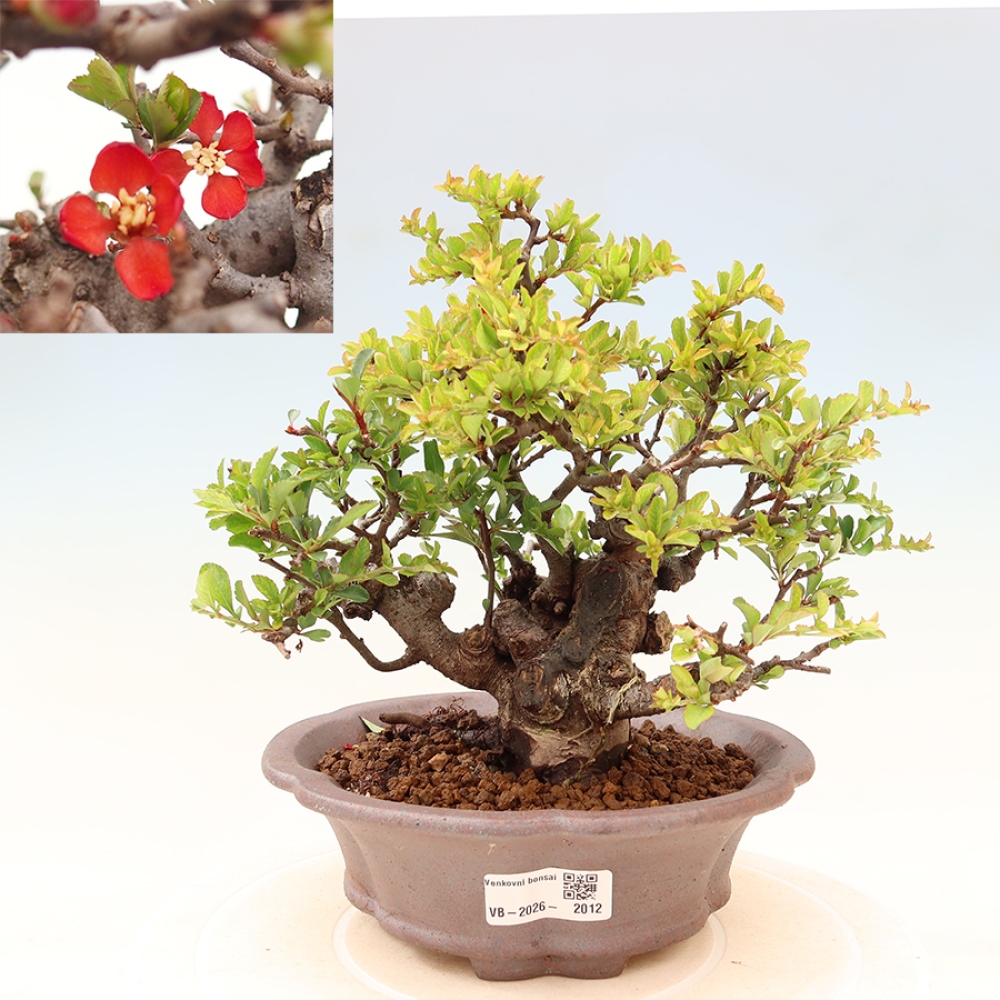 Kültéri bonsai - Chaneomeles speciosa Chojubai