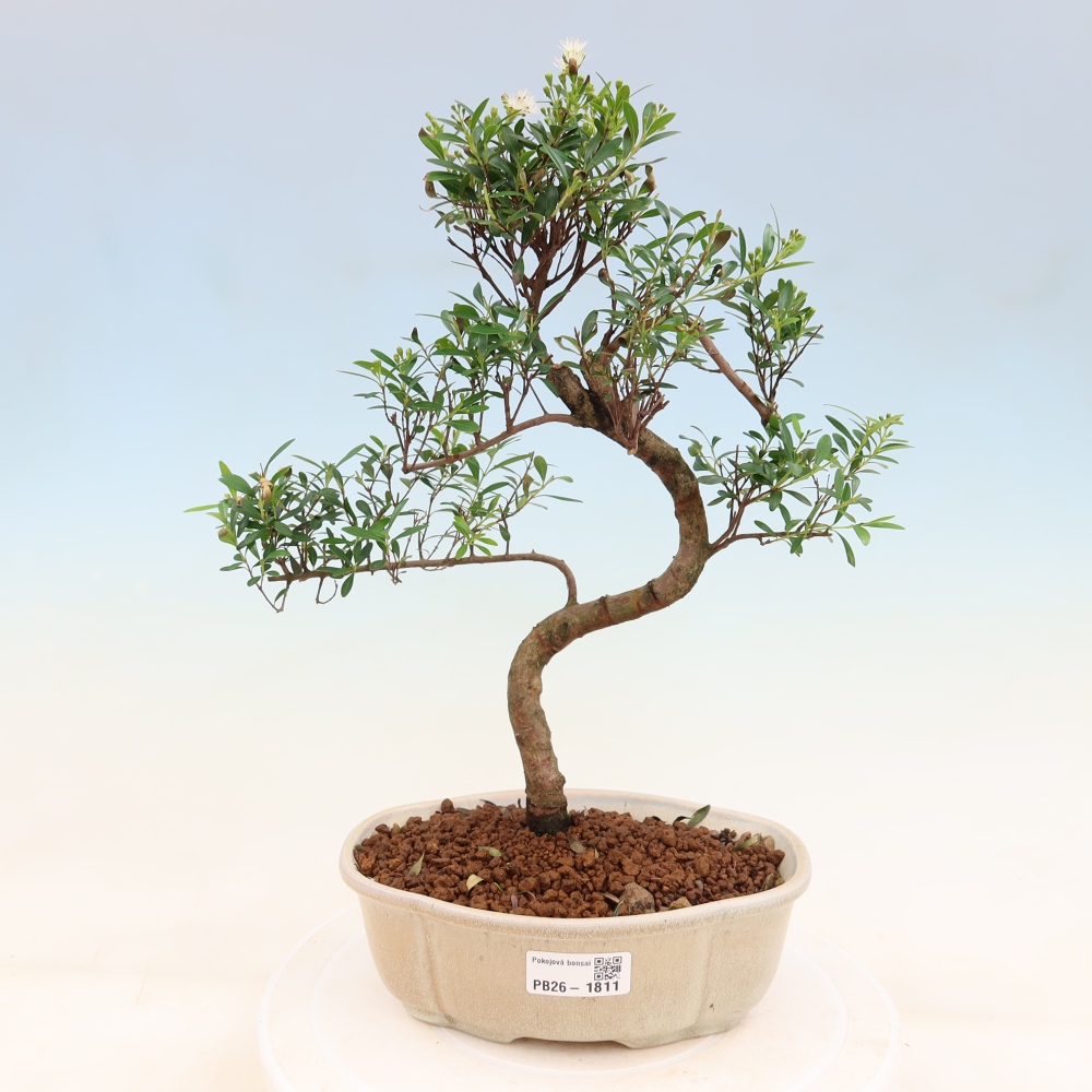 Szobai bonsai - Syzygium - Pimento