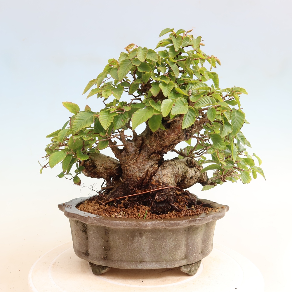 Kültéri bonsai -Carpinus CARPINOIDES - Koreai gyertyánfa