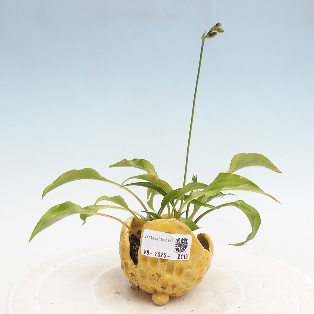 Kültéri bonsai - Mini Hosta - Bohyška