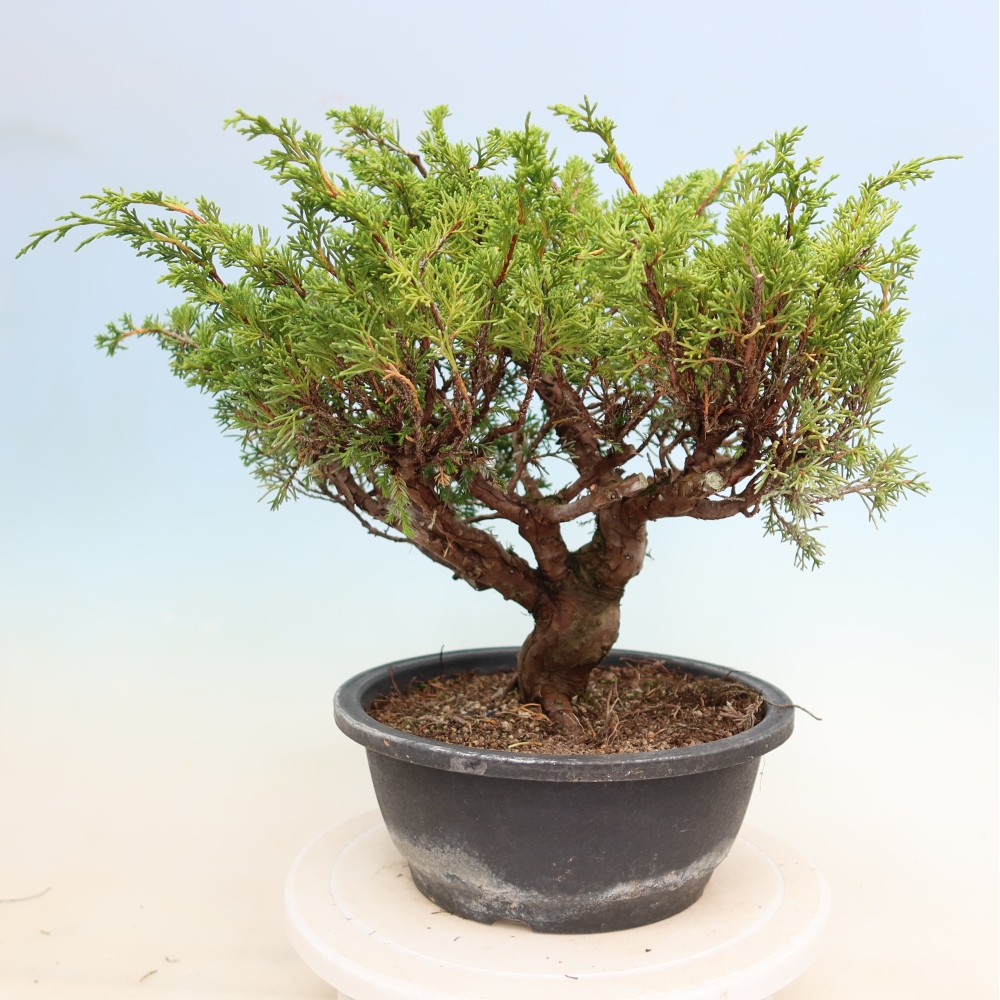 Kültéri bonsai - Juniperus chinensis Itoigawa-Juniperus chinensis
