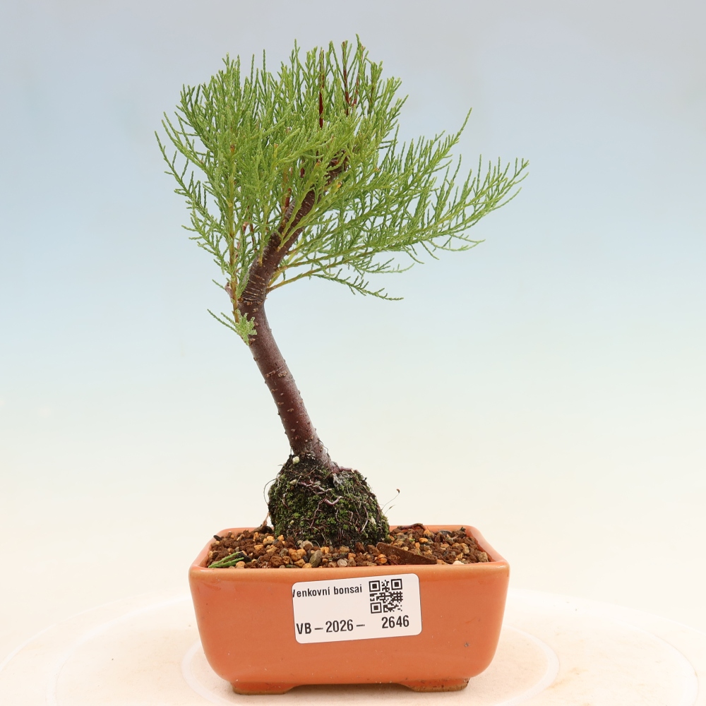 Kültéri bonsai - Tamariszkusz - Tamarix