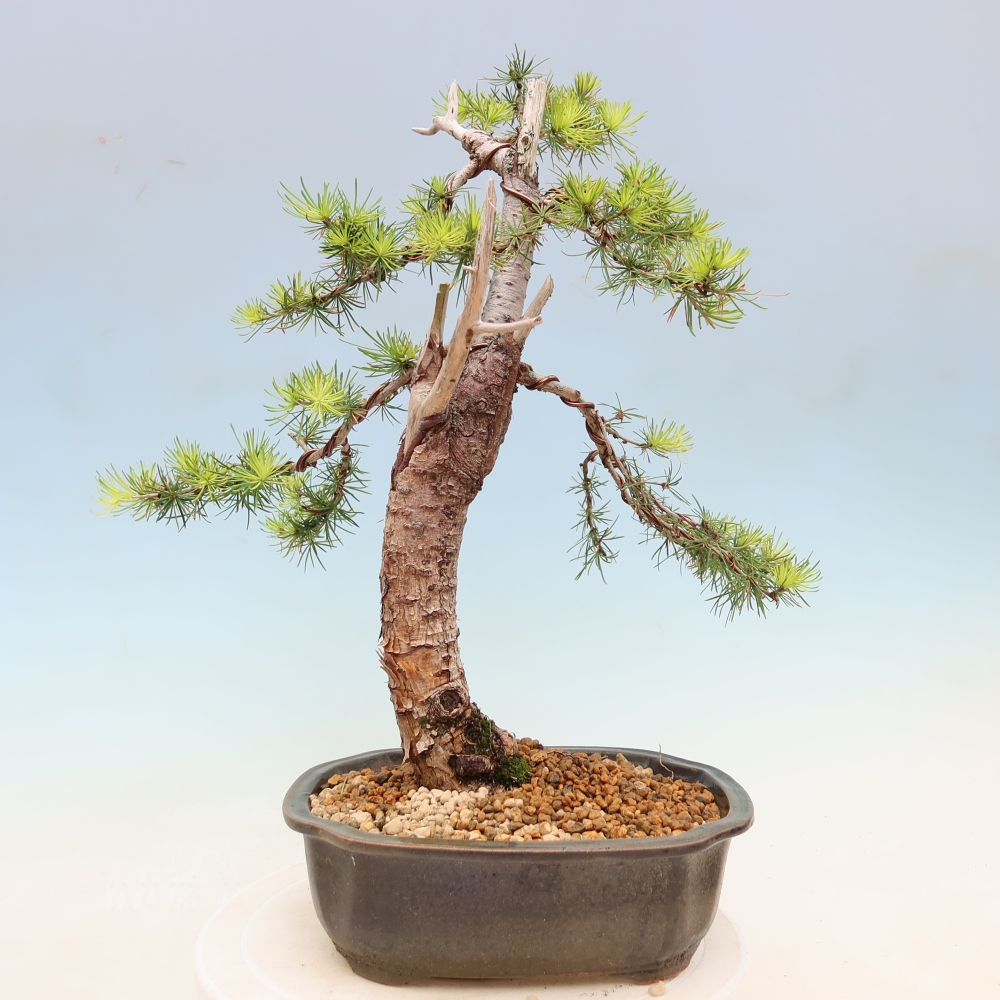Kültéri bonsai - Larix decidua - vörösfenyő