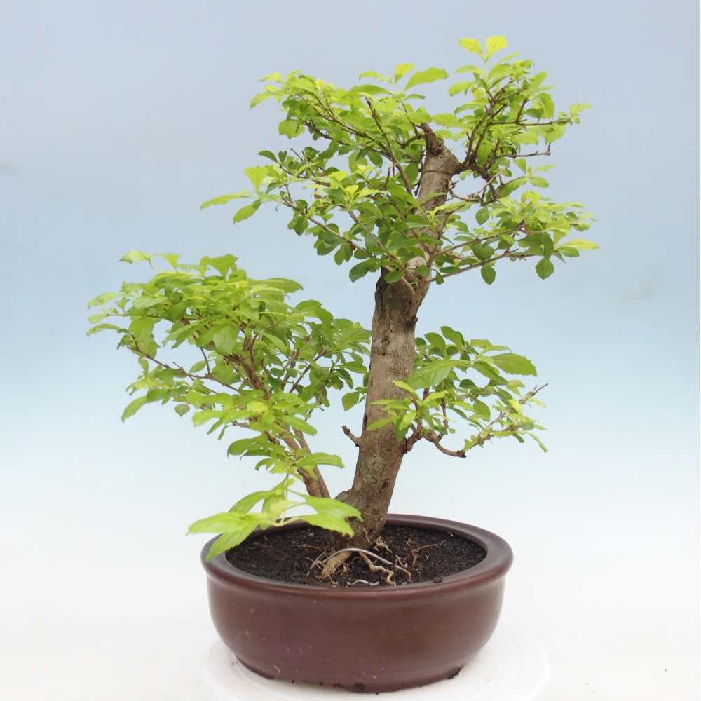 Szobai bonsai - Duranta erecta Aurea