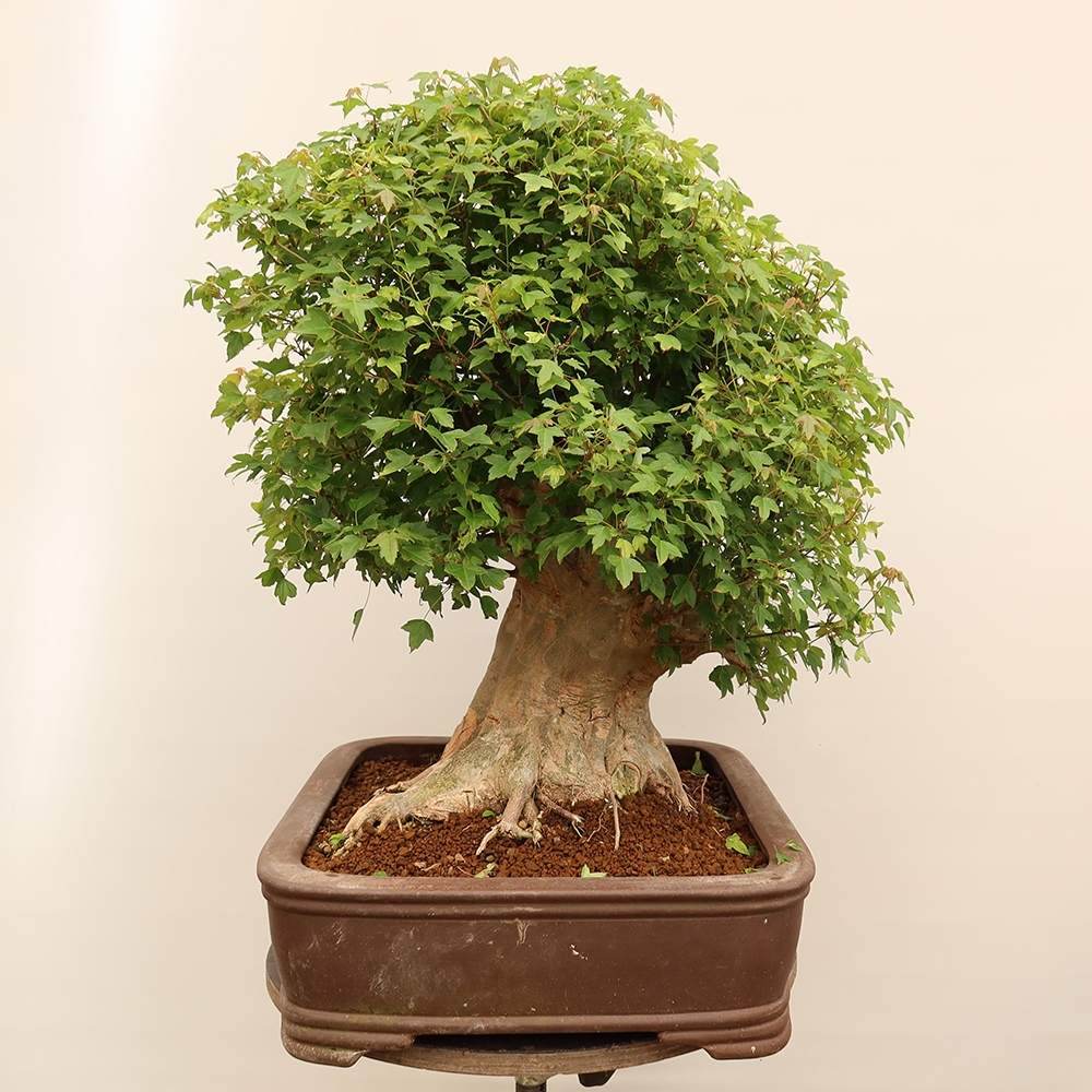 Kültéri bonsai - Juhar Burger - Acer Burgerianum