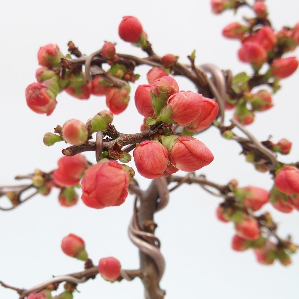Kültéri bonsai - Chaneomeles s. Red Joy - birs