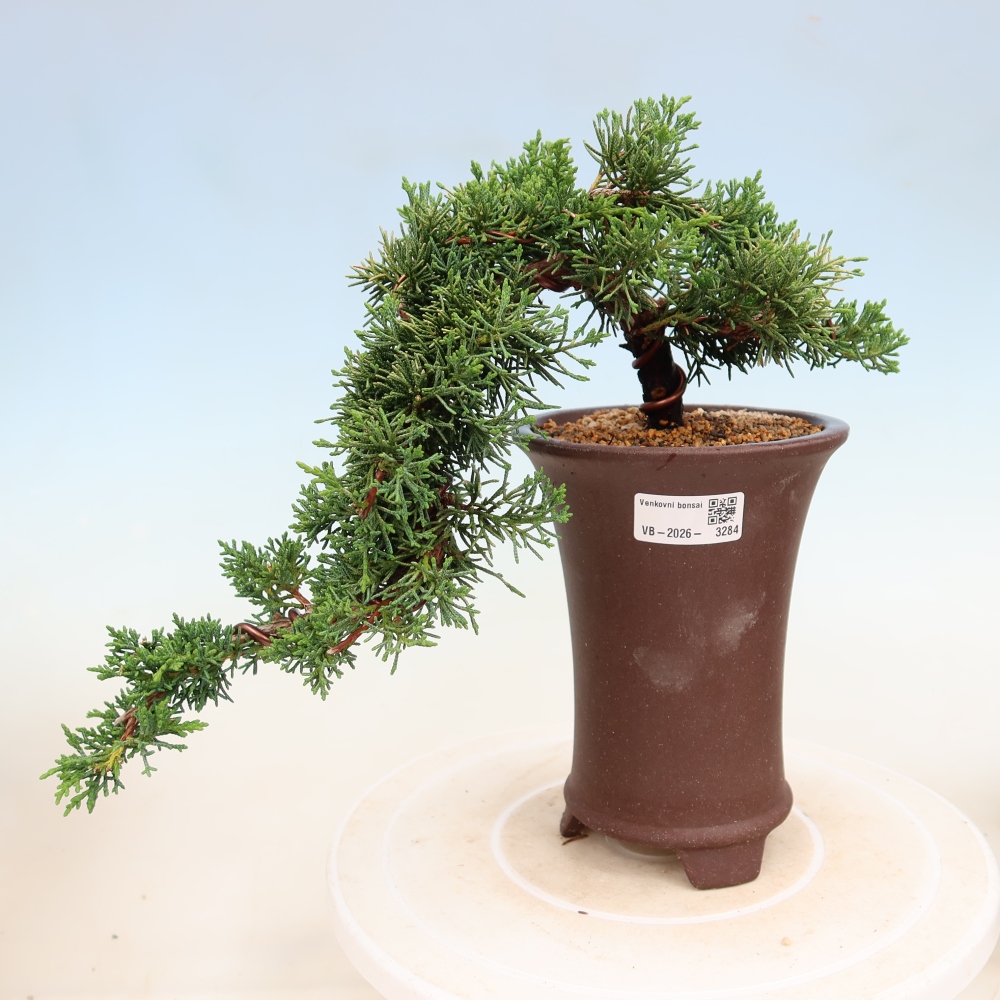 Kültéri bonsai - Juniperus chinensis Kishu