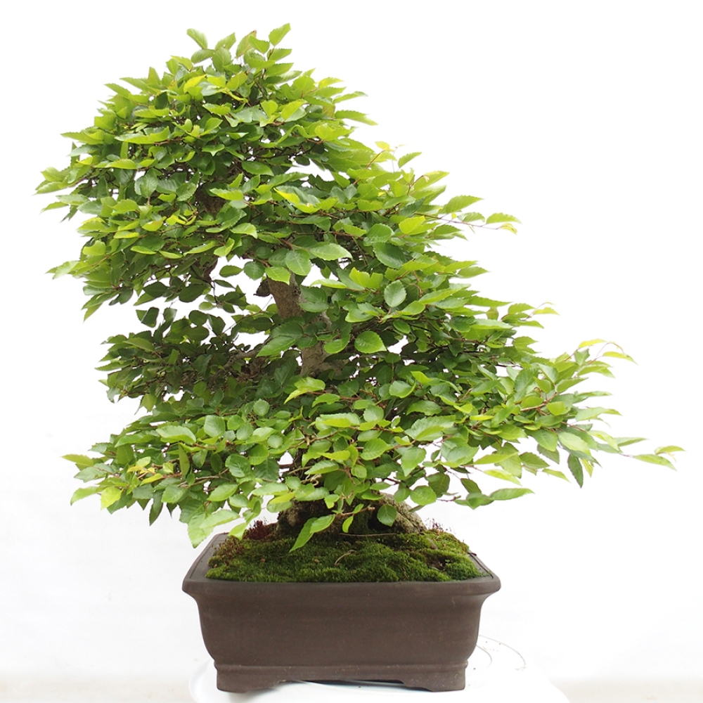 Kültéri bonsai -Carpinus CARPINOIDES - Koreai gyertyánfa