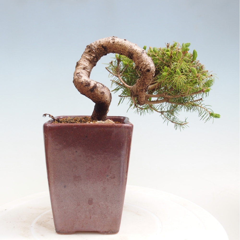 Kültéri bonsai - lucfenyő - Picea glauca globe