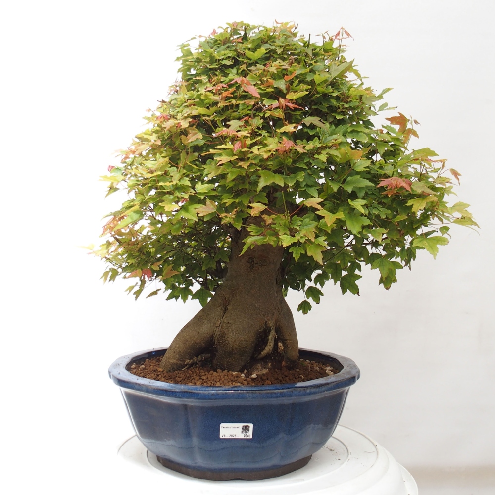Kültéri bonsai - Acer Buergerianum - Burger juhar