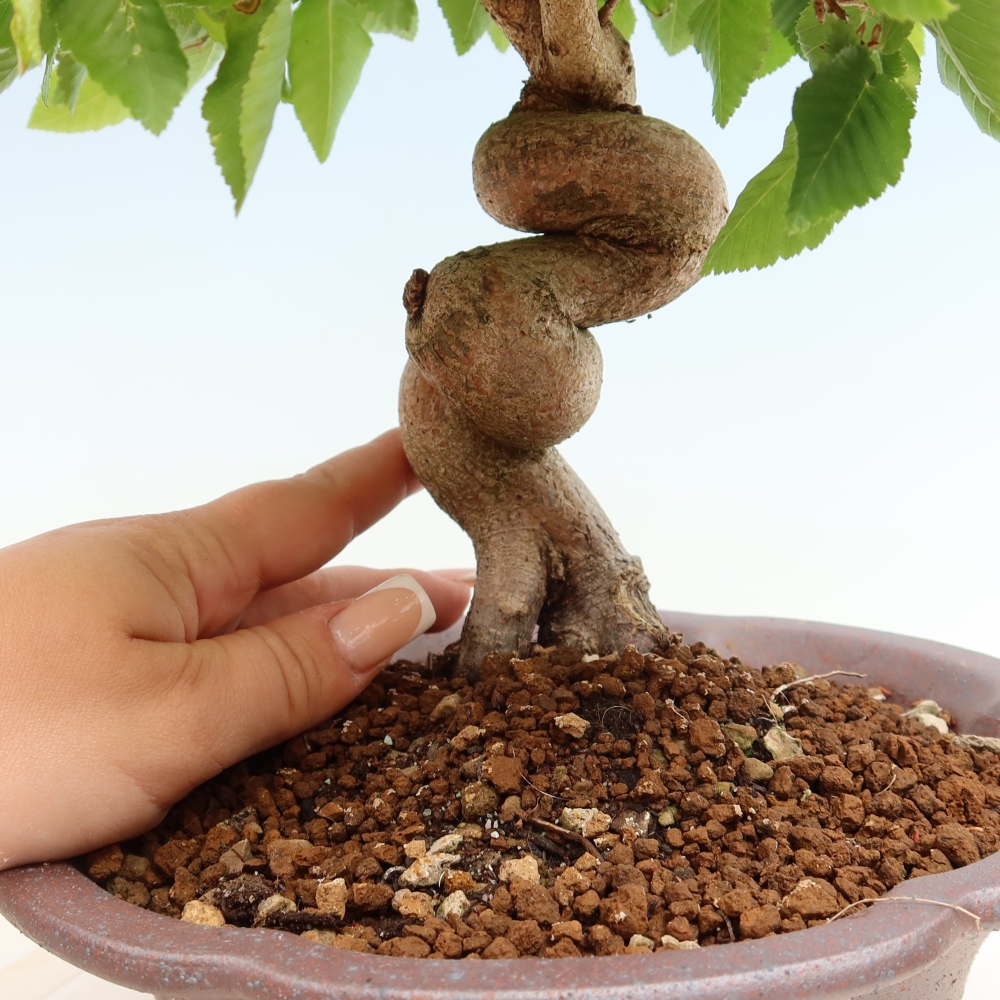 Kültéri bonsai -Carpinus Coreana - Koreai gyertyánfa