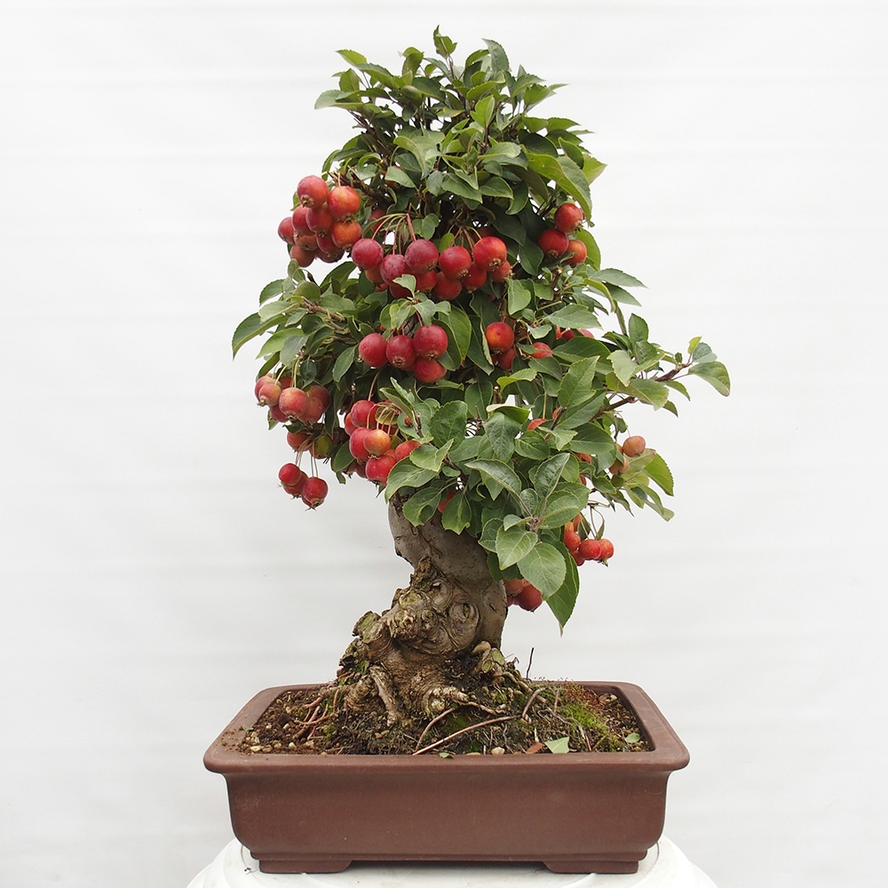 Kültéri bonsai -Malus halliana - Kis gyümölcsű almafa
