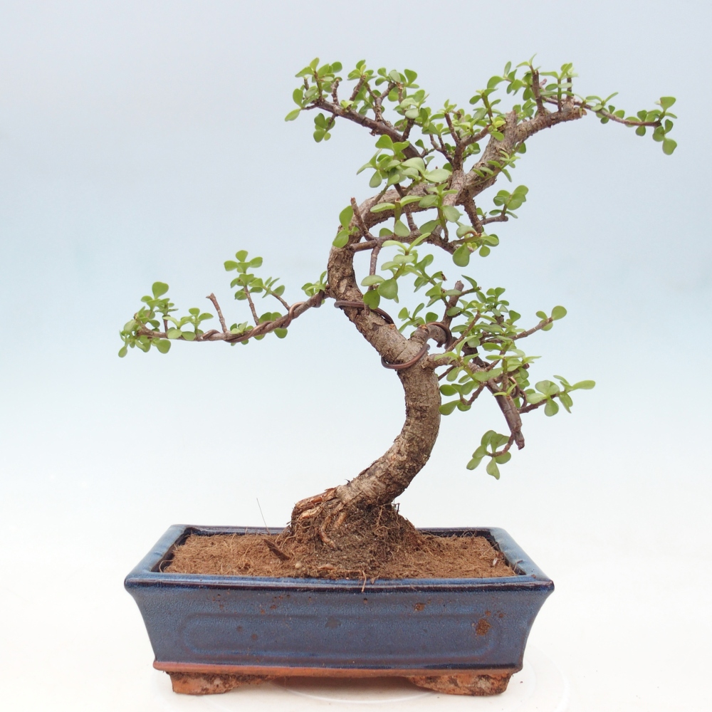 Szoba bonsai - Portulakaria Afra - Tlustice