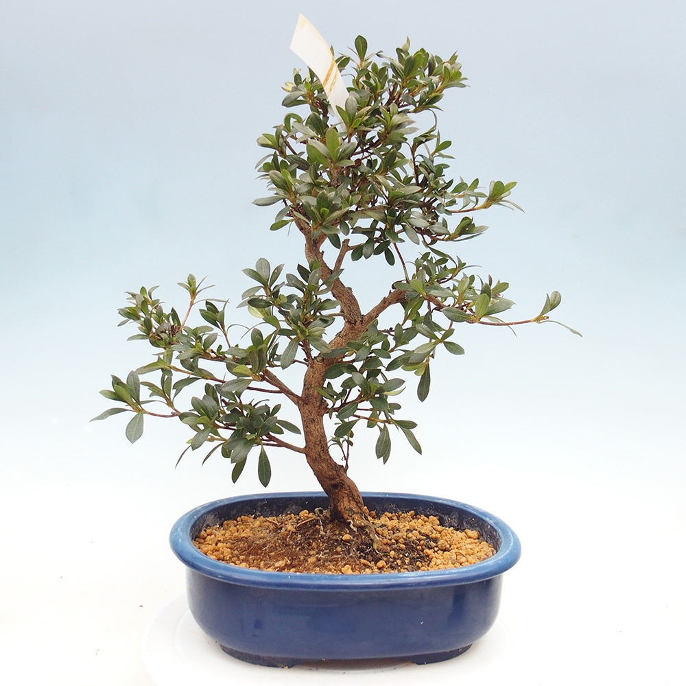 Kültéri bonsai - Japán azálea - Azalea Reiko