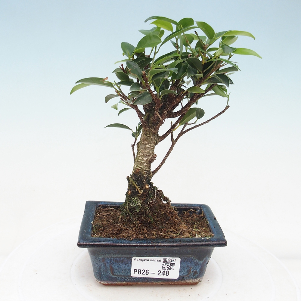 Szoba bonsai Ficus retusa kimmen
