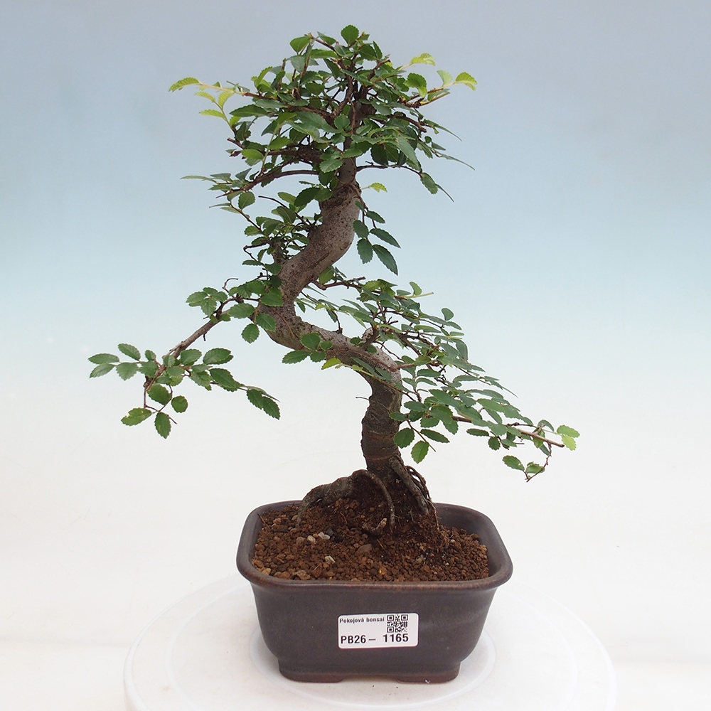 Szobai bonsai - Ulmus parvifolia - Kislevelű szilfa