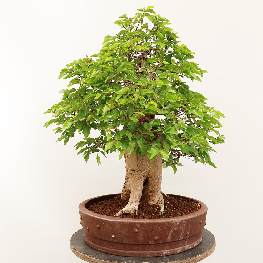 Kültéri bonsai -Carpinus Coreana - Koreai gyertyánfa