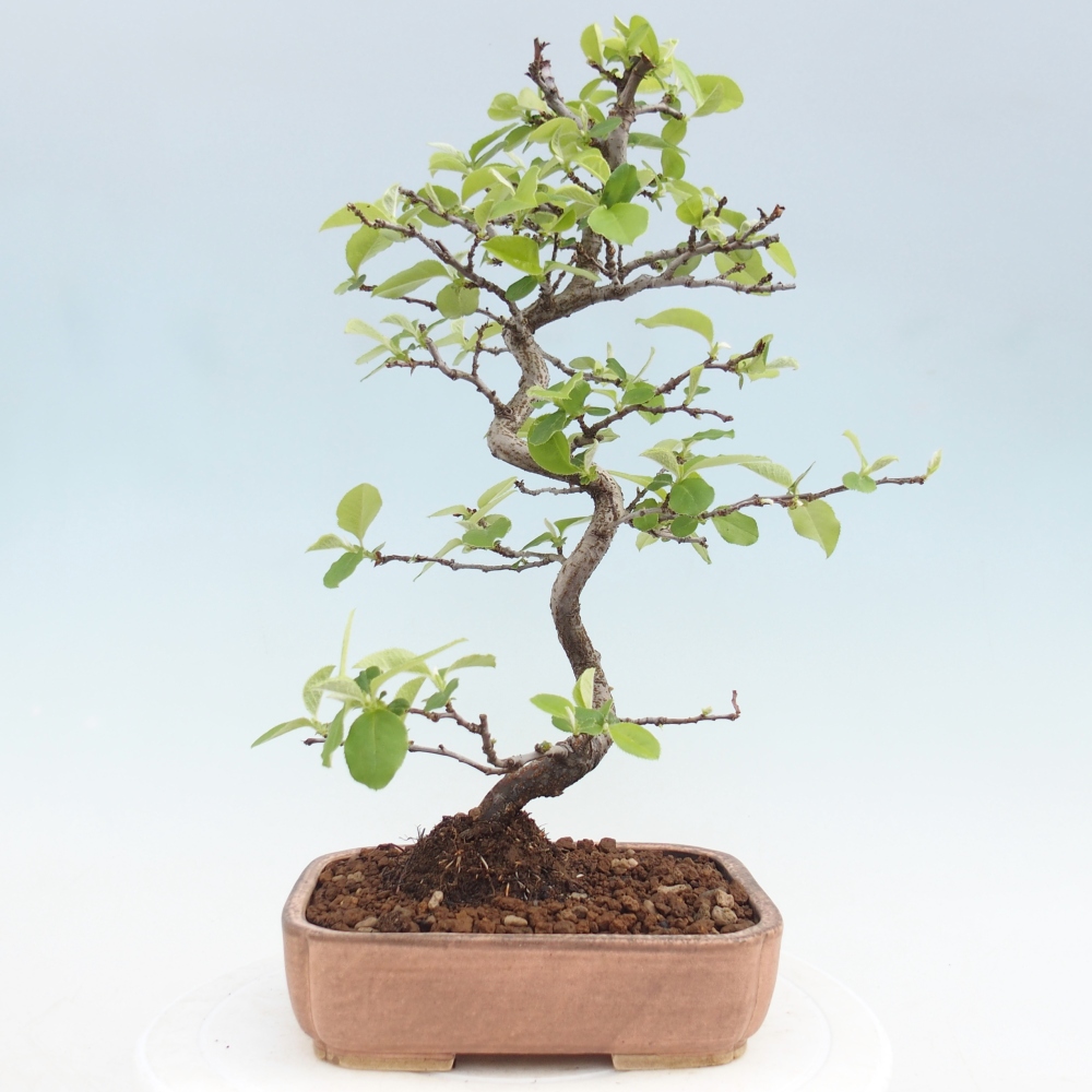 Kültéri bonsai - Chaneomeles chinensis