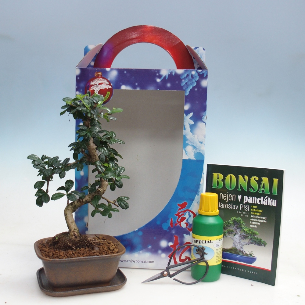 Szobai bonsai ajándékdobozban Carmona microphylla - Tea fuki
