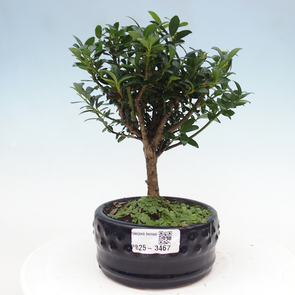 Szobai bonsai - Ilex crenata - Holly