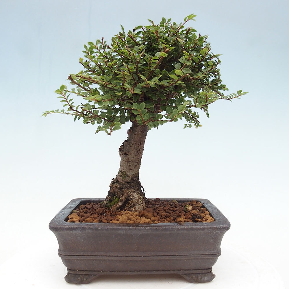 Kültéri bonsai - Ulmus parvifolia Hokkaido - Kínai szil - Ulmus parvifolia Hokkaido