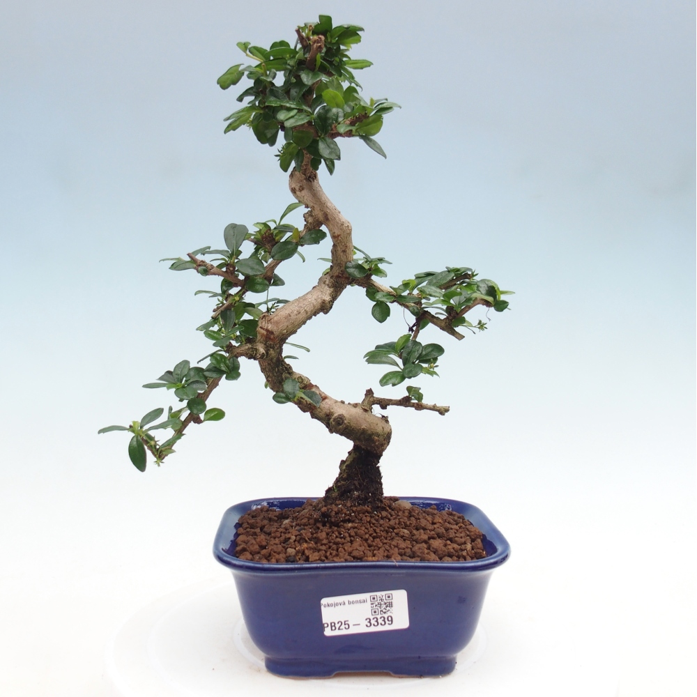 Szobai bonsai - Carmona macrophylla - Tea fuki