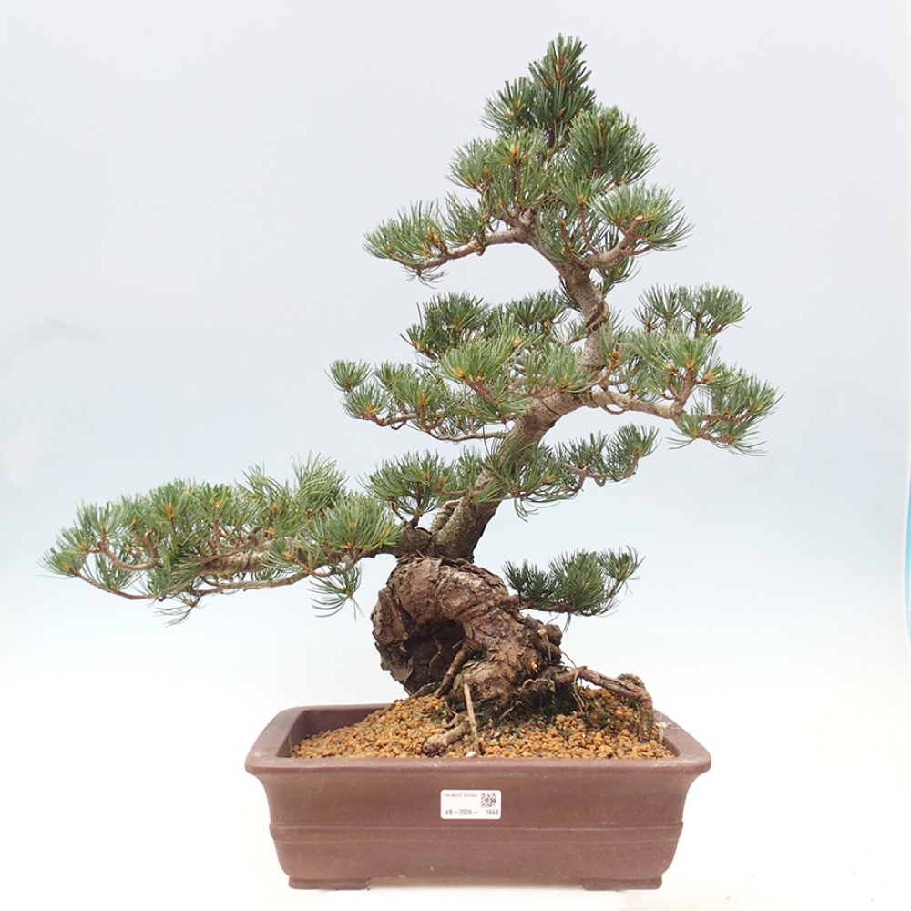 Kültéri bonsai - Pinus parviflora - Pinus parviflora