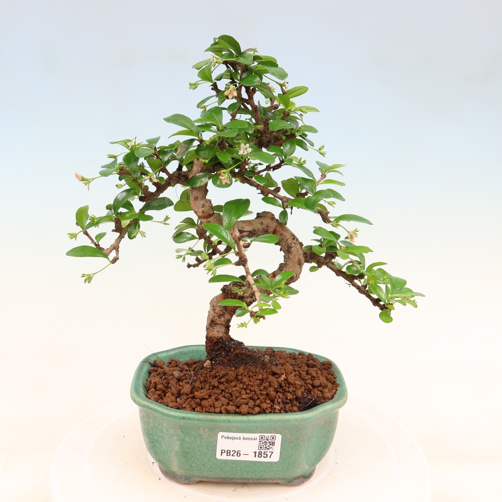 Szobai bonsai - Carmona macrophylla - Tea fuki
