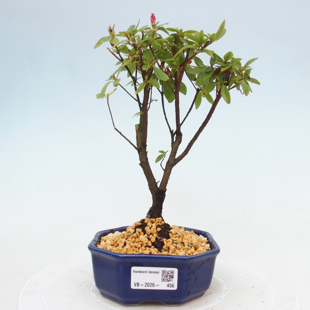 Kültéri bonsai - japán azálea - Azalea sp.
