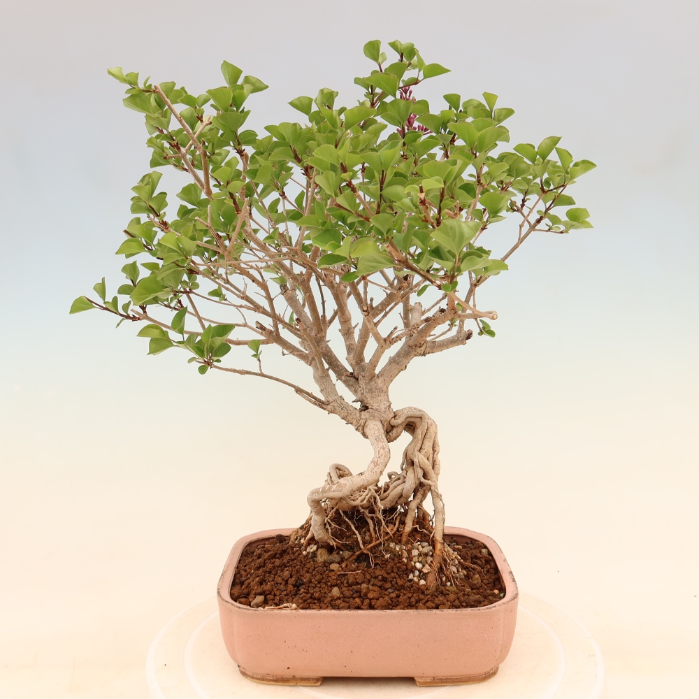 Kültéri bonsai - Syringa microphylla - kisvirágú lila