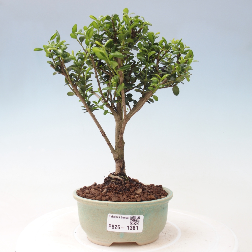 Szobai bonsai - Ilex crenata - Holly