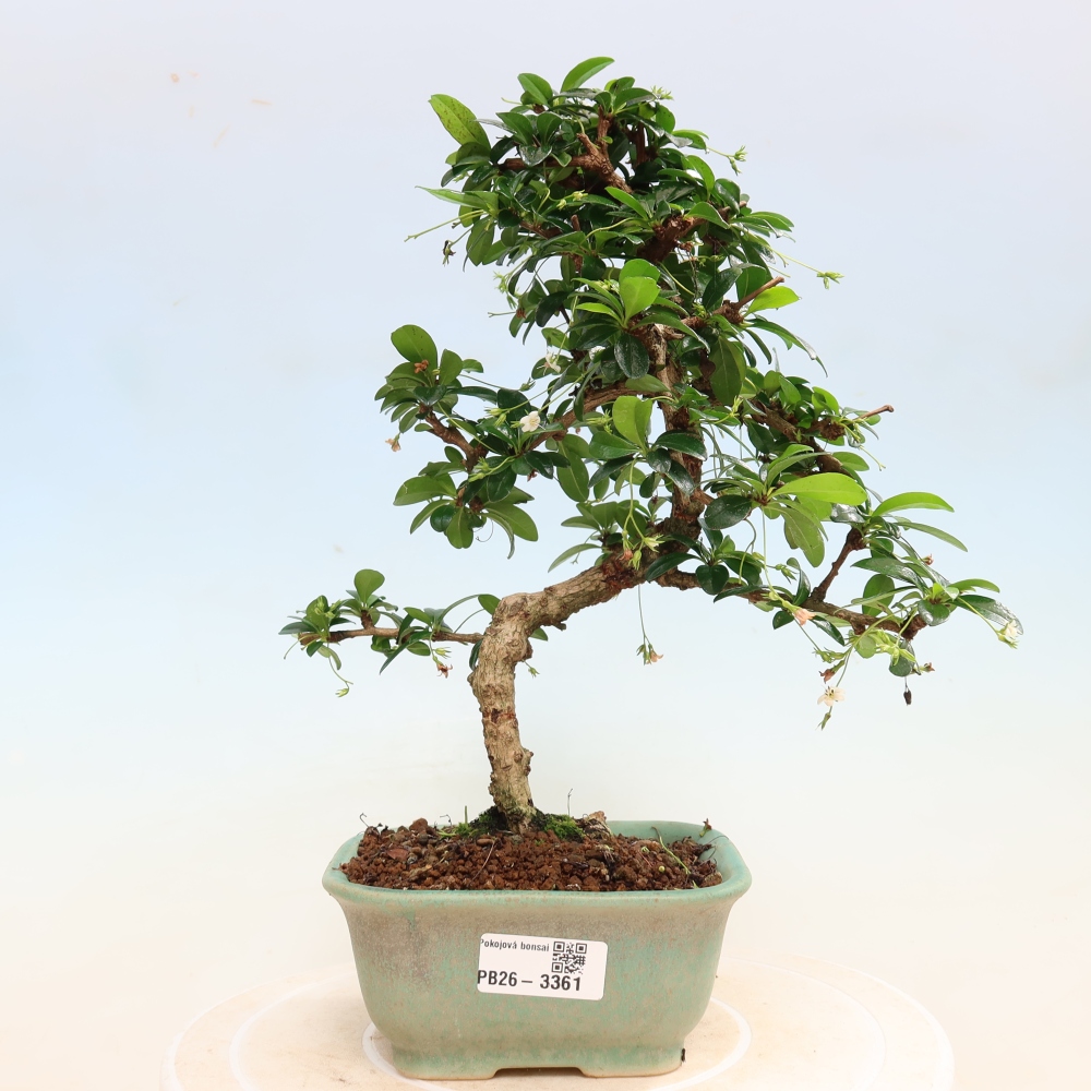 Szobai bonsai - Carmona macrophylla - Tea fuki