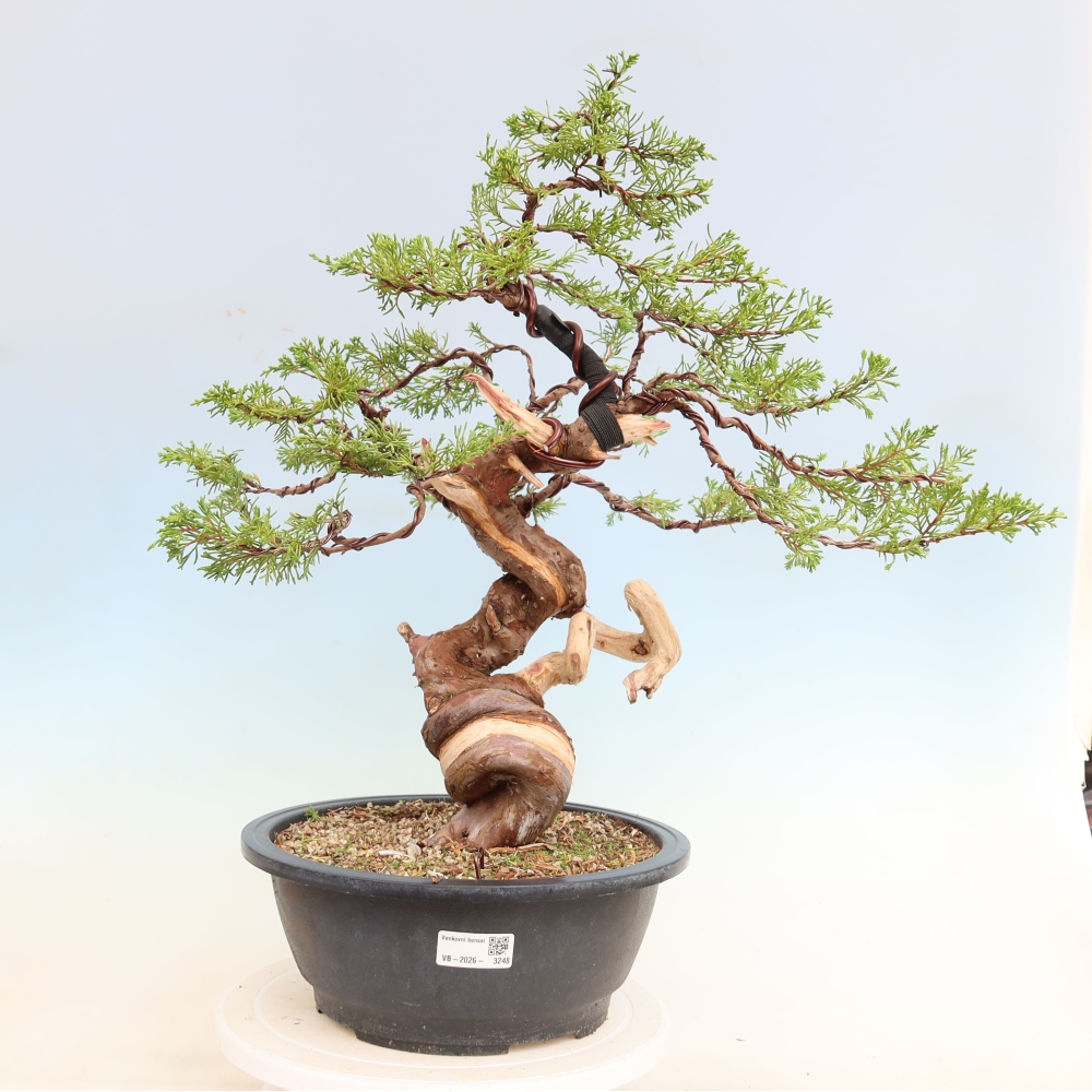 Kültéri bonsai - Juniperus chinensis Itoigawa-Juniperus chinensis