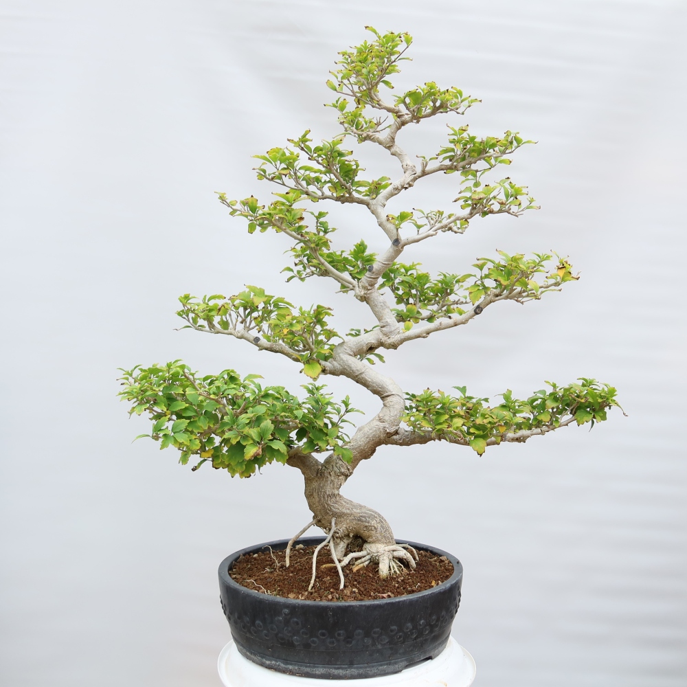 Kültéri bonsai – Hibiscus syriacus – Szíriai ibiskusz
