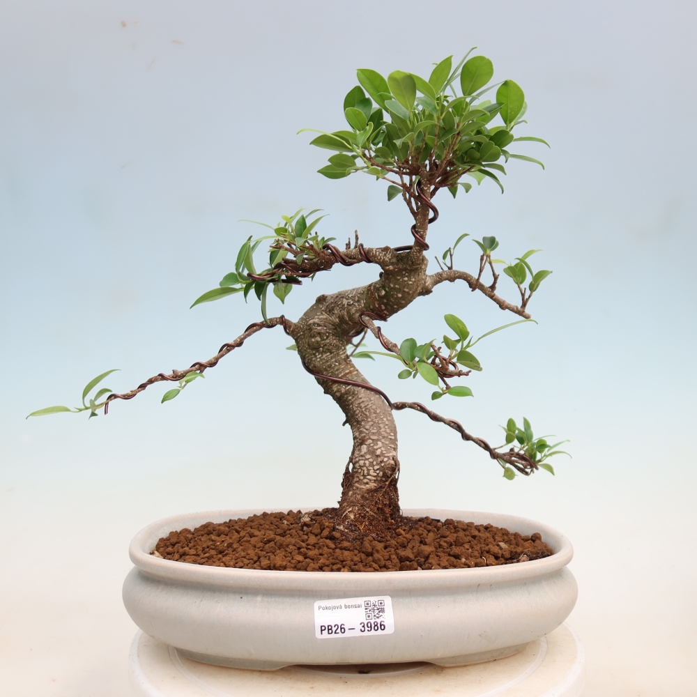 Szobai bonsai - Ficus kimmen - kislevelű fikusz