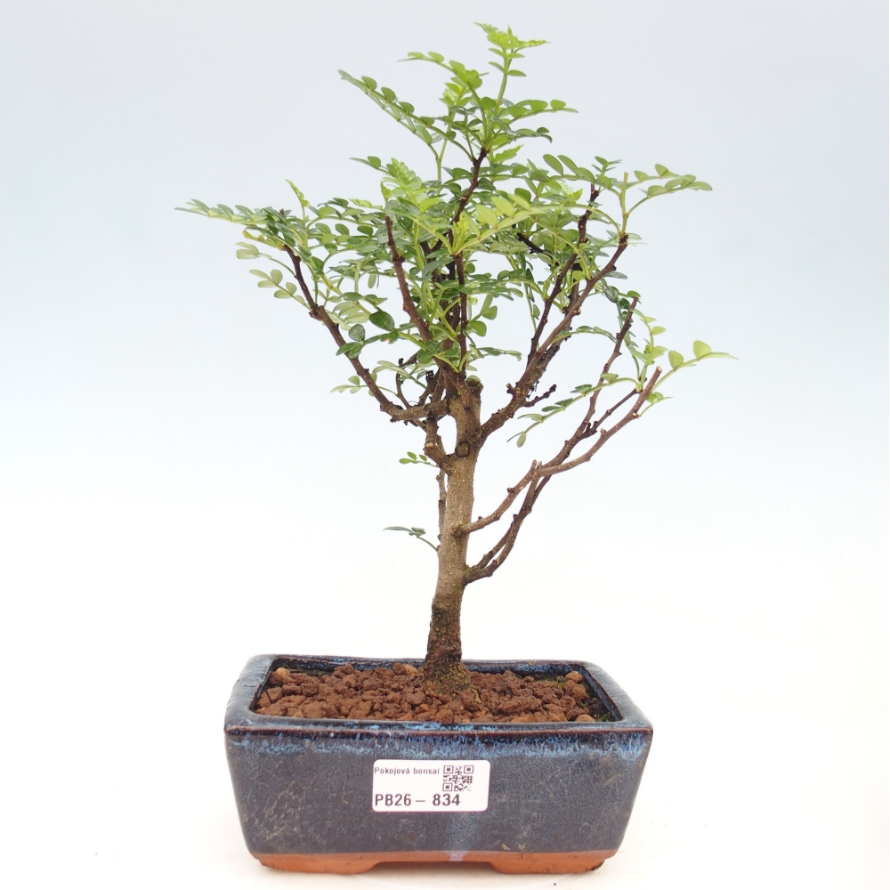 Szobai bonsai - Zantoxylum piperitum - borsfa