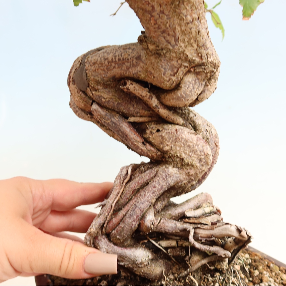 Kültéri bonsai -Carpinus CARPINOIDES - Koreai gyertyánfa