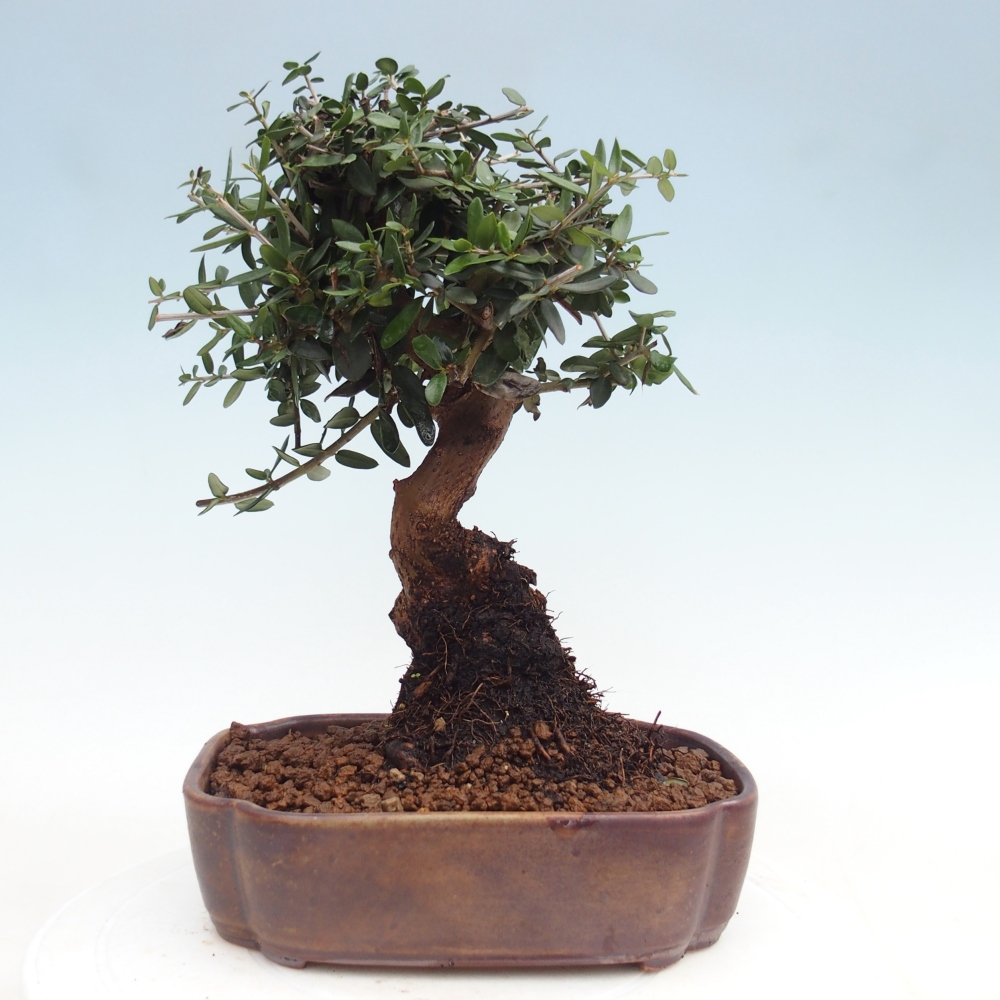 Beltéri bonsai - Olea europaea sylvestris