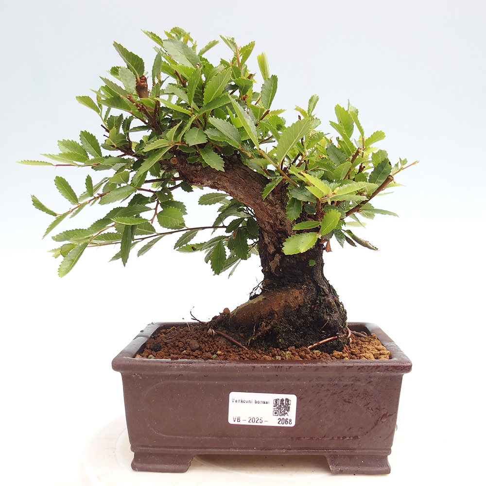 Kültéri bonsai - Zelkova - Zelkova NIRE