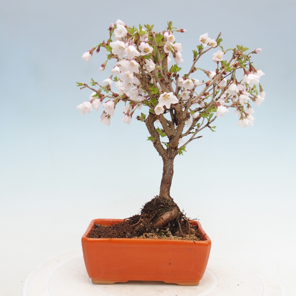 Kültéri bonsai - Prunus incisa Kojou-no mai-Plivon kivágva