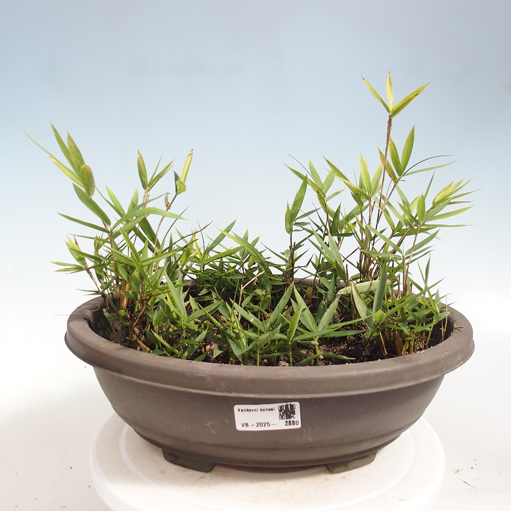 Kültéri bonsai - Pleioblastus argenteostriatus f.pumilus - Törpebambusz