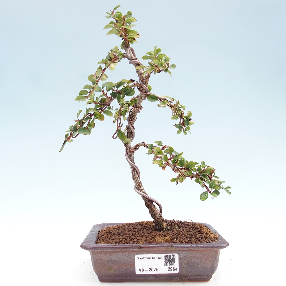 Kültéri bonsai - Cotoneaster horizontalis - Rocky Mountain