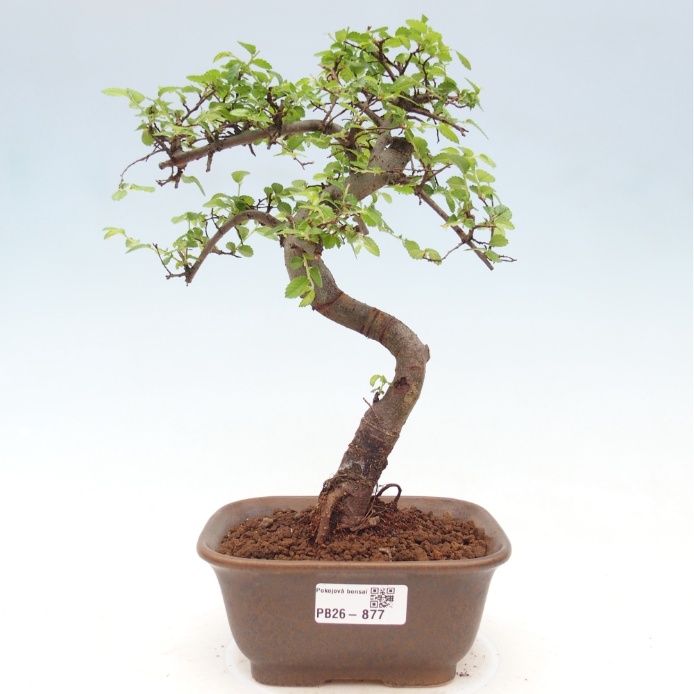 Szobai bonsai - Ulmus parvifolia - Kislevelű szilfa
