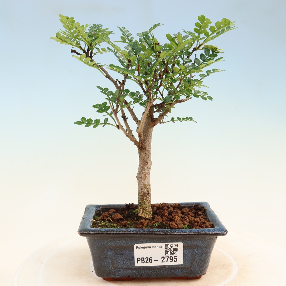 Szobai bonsai - Zantoxylum piperitum - borsfa